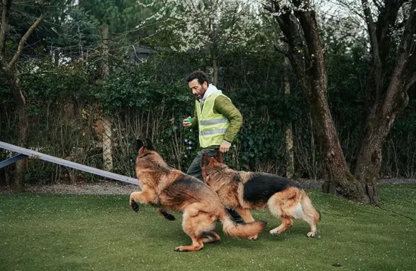 Security Dogs