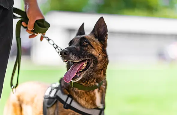 Security Patrol Dogs